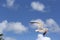 Seagull against blue skies