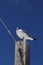 Seagull against blue skies, Marathon, Florida