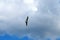 Seagull against a blue sky with white clouds