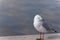 Seagull Against Blurry Background