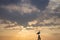 Seagull against bright evening sky. Bird silhouette on golden sunset sky background. Summer nature in details. Wild bird life.