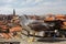 Seagull against Porto city aerial view