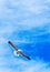 Seagull against the sky, Puerto Montt, Chile. With selective focus
