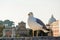 A seagull against Tiber embankment, Rome, Italy