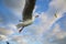 A seagull aims to catch a potato chip in the air