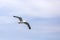 Seagull in the air with food