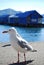 Seagull at Akaroa,new zealand