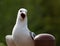 Seagull in Alaska