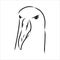 Seagull Albatross bird in flight with open wings sketch vector graphics black and white drawing