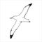 Seagull Albatross bird in flight with open wings sketch vector graphics black and white drawing