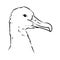 Seagull Albatross bird in flight with open wings sketch vector graphics black and white drawing