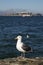 Seagull at Alcatraz