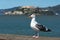 Seagull with Alcatraz Island in San Francisco Bay.