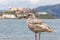 Seagull and Alcatraz Prison  San Francisco