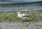 Seagull on Alki Beach, Seattle, Washington