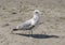 Seagull on Alki Beach, Seattle, Washington