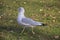 Seagull amid autumn leaves