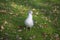 Seagull amid autumn leaves