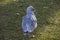 Seagull amid autumn leaves