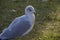 Seagull amid autumn leaves