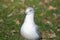 Seagull amid autumn leaves