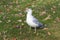 Seagull amid autumn leaves