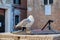 Seagull on the ancient stone column