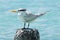 Seagull - Anse de Saint Anne - Guadeloupe