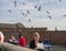 Seagull attack on fish and chip lunchers