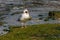 A seagull attempts to swallow a starfish