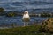 A seagull attempts to swallow a starfish