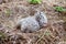 Seagull baby and egg in the nest