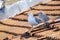 Seagull and baby the tiled roof 2