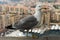 Seagull on a background of luxury Monaco