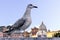 Seagull on the background of St. Peter`s Basilica in Rome, Italy