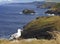 Seagull with the background of Tintagel coast, Cornwall, United Kingdom