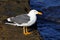 Seagull in baja california sea I