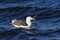 Seagull in baja california sea III