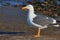 Seagull in baja california sea IX