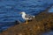 Seagull in baja california sea V