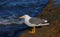 Seagull in baja california sea VI