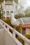 A Seagull on the balcony begs for food, in the background a building and mountains, city life, the sea coast, sunset, vertical