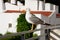 Seagull on balcony railing, Portugal.