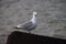 Seagull on the ballast blocks of the Scheveningen harbor pier