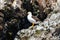 Seagull in the Ballestas Islands 1 - peru