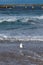 A Seagull at Ballycastle beach, Northern Ireland