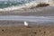 A Seagull at Ballycastle beach, Northern Ireland