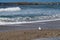 A Seagull at Ballycastle beach, Northern Ireland