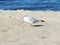 Seagull on the Baltic Sea. Coast. Sunny day at the beach.