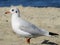 Seagull on the Baltic Sea. Coast. Sunny day at the beach.